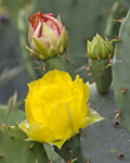 Prickly Pear Cactus